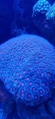 Favia is a genus of reef-building stony corals in the family Mussidae. Members of the genus are...