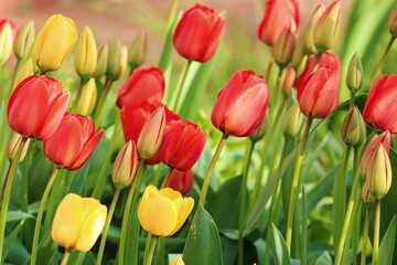 Blüten und Knospen von bunten Tulpen