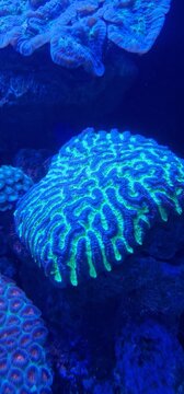 platygyra Platygyra brain corals form huge coral colonies that are either flat or dome shaped. The coral have corallite walls that polyps share which twist and turn
