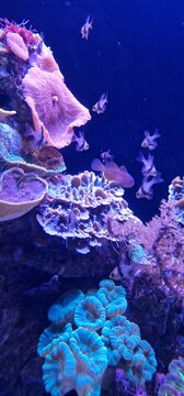 Caulastrea, commonly called trumpet corals or candy cane corals, are great beginner-friendly LPS corals. The reason they make good beginner corals is three fold. Candy Canes are generally hardy. While