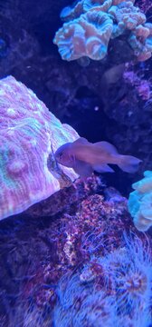 Gobiodon is a genus of gobies also known as coral gobies or "clown gobies" (which can also mean the related genus Microgobius). Generally, coral gobies, unlike the rest of the family Gobiidae, are not