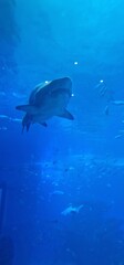 Sand Tiger Shark (Carcharias taurus) is a species known for its distinctive appearance and behavior. It often has a ragged, jagged-toothed look due to its teeth, which protrude even when its mouth is 