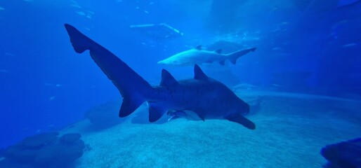 Fototapeta premium Carcharias taurus sand tiger shark, gray nurse shark, spotted ragged-tooth shark or blue-nurse sand tiger, is a species of shark that inhabits subtropical and temperate waters worldwide. It inhabits t