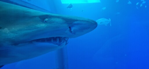Naklejka premium Carcharias taurus sand tiger shark, gray nurse shark, spotted ragged-tooth shark or blue-nurse sand tiger, is a species of shark that inhabits subtropical and temperate waters worldwide. It inhabits t