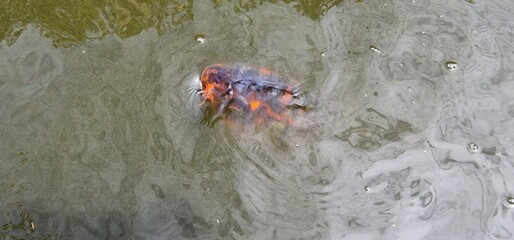 Koi, or more specifically nishikigoi, are colored varieties of the Amur carp that are kept for...