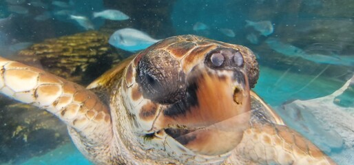 caretta loggerhead sea turtle is a species of oceanic turtle distributed throughout the world. It is a marine reptile, belonging to the family Cheloniidae. The average loggerhead measures around 90 cm