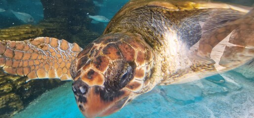 caretta loggerhead sea turtle is a species of oceanic turtle distributed throughout the world. It is a marine reptile, belonging to the family Cheloniidae. The average loggerhead measures around 90 cm