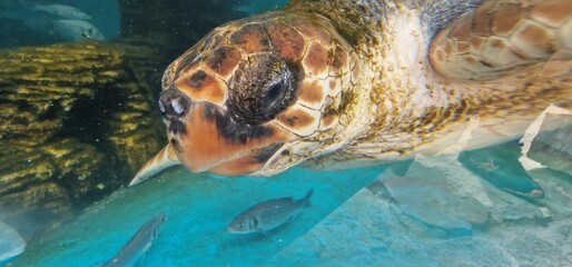 caretta loggerhead sea turtle is a species of oceanic turtle distributed throughout the world. It...