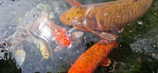 Koi, or more specifically nishikigoi, are colored varieties of the Amur carp that are kept for...