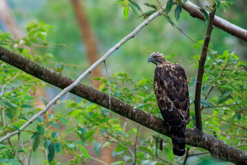 Crested Goshawk standing on branches in the rainforest.