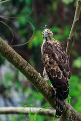 Crested Goshawk standing on branches in the rainforest.