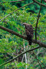 Crested Goshawk standing on branches in the rainforest.