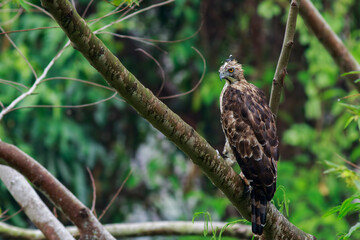 Crested Goshawk standing on branches in the rainforest.