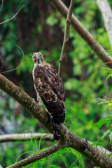 Crested Goshawk standing on branches in the rainforest.