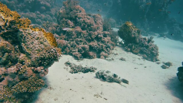 Diving in a coral reef with a stellate puffer fish (Arothron stellatus) laying on ground in the Red Sea in egypt, slow-motion
