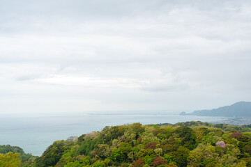 Fototapeta na wymiar Nihondaira mountain forest and sea in Shizuoka, Japan
