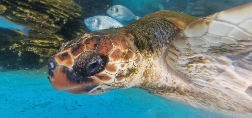caretta loggerhead sea turtle is a species of oceanic turtle distributed throughout the world. It is a marine reptile, belonging to the family Cheloniidae. The average loggerhead measures around 90 cm