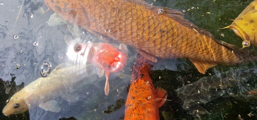 Koi, or more specifically nishikigoi, are colored varieties of the Amur carp that are kept for decorative purposes in outdoor koi ponds or water gardens. Koi is an informal name for the colored varian