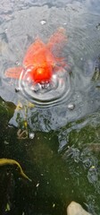 Koi, or more specifically nishikigoi, are colored varieties of the Amur carp that are kept for decorative purposes in outdoor koi ponds or water gardens. Koi is an informal name for the colored varian