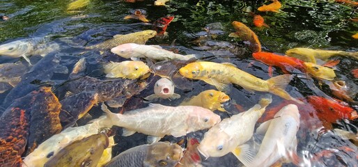 Koi, or more specifically nishikigoi, are colored varieties of the Amur carp that are kept for decorative purposes in outdoor koi ponds or water gardens. Koi is an informal name for the colored varian