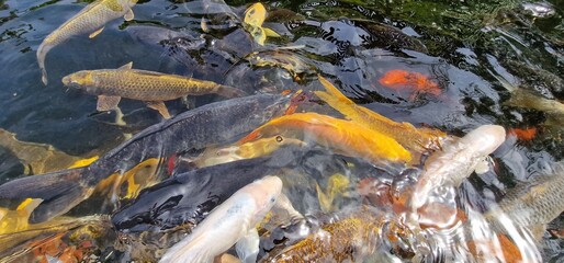 Fototapeta premium Koi, or more specifically nishikigoi, are colored varieties of the Amur carp that are kept for decorative purposes in outdoor koi ponds or water gardens. Koi is an informal name for the colored varian