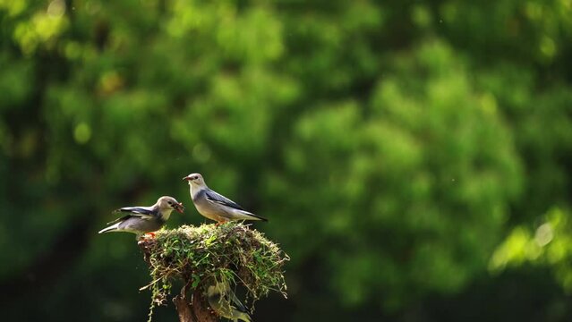 Mercerized starlings fight for food.