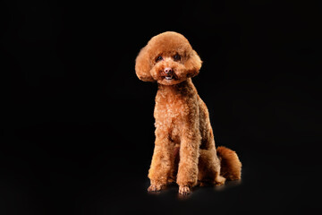A miniature poodle puppy of red color on a black background. Studio photo