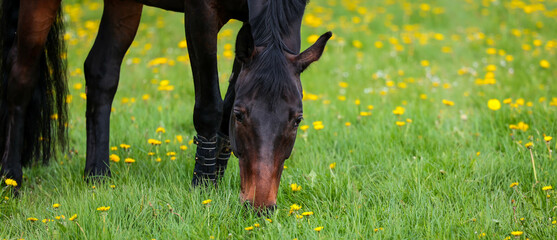 Close-up of a brown horse grazing in a buttercup meadow..