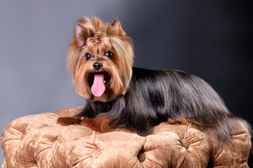 Yorkshire terrier with long hair lies on the ottoman after grooming