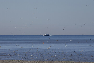 Vols de mouette en mer devant un yacht