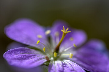 Pistil et &eacute;tamines d'une fleur en macro