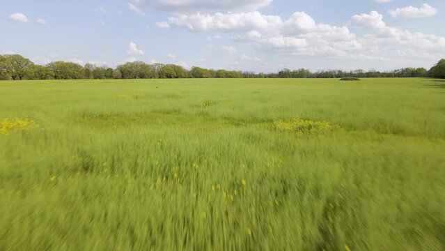 4k Aerial Drone Flyover of Fallow Field with Grass and Flowers. Trees and horizon visible