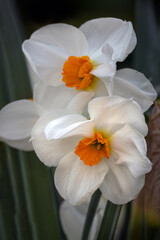 Flowers of Narcissus 'Geranium' against a dark background