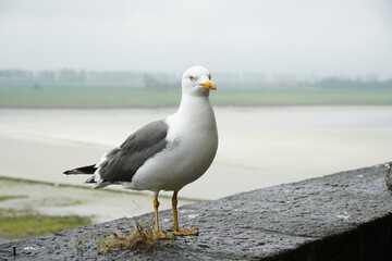 Seagull at Mont Saint Michele, France