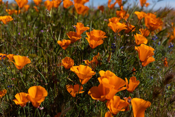 Field of Poppy Flowers