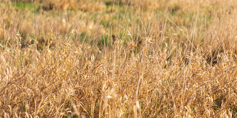 Reed warbler, acrocephalus scirpaceus bird sitting on high grass stem. Wild animal