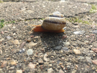 snail on the road