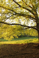 Obraz premium Sitting by The Tree 