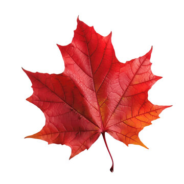 Isolated Red Maple leaf on transparent background, cutout , Generative AI