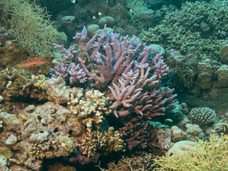 Naklejka na ściany i meble Colony of colorful soft corals and small exotic fishes at the bottom of the Red sea in Egypt, travel concept 