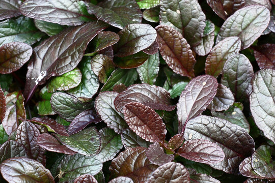 Autumn in a decorative garden. A fragment with a grade ajuga Chocolate Chip. A background from leaves.