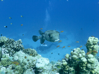 Porcupinefish also commonly called blowfish or balloonfish and globefish at the bottom of the Red sea in Egypt 