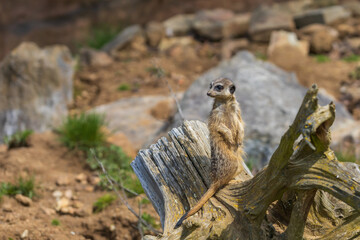 Meerkat - Suricata suricatta standing on a stone guarding the surroundings in sunny weather. Photo has nice bokeh.