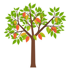 Fototapeta premium Cocoa Tree with Cocoa fruits. Vector Illustration Isolated on White Background. 