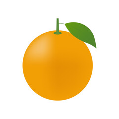 Orange fruit. Vector Illustration Isolated on White Background.
