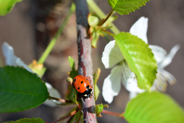 Naklejka premium A ladybug on a branch with a white flower and green leaves in the background
