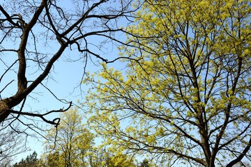 Fototapeta premium A late blooming bare tree next to an early spring blooming tree - Fragment of illuminated trees of beautiful sunlight - April 
