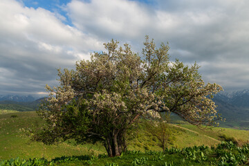 Fototapeta na wymiar Blooming giant old Siversan apple tree on the slopes of the Zailiysky Alatau mountains near the Kazakh city of Almaty