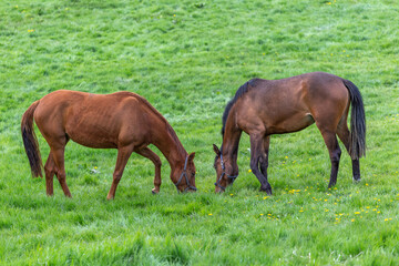 Zwei Pferde auf der Weide
