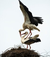 Cigogne blanche, nid, accouplement,.Ciconia ciconia, White Stork